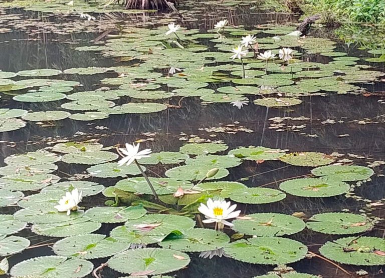 terreno petropolis com lago12